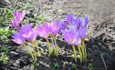 Colchicum flowers (autumn crocus or naked lady) growing in the ground