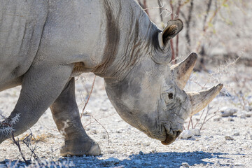 Close up of white rhino walking in the dry landscape of Etosha National Park
