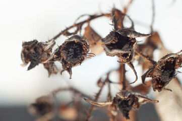 Frozen raspberry bushes in winter close-up, macro photography