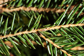 Spruce branches with green needles close-up, macro photography