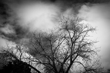 Dark Tree and Dark Sky
