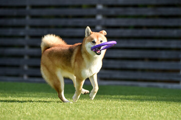 ドッグランでおもちゃと遊ぶ柴犬