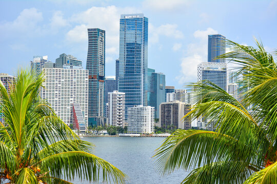 Downtown Miami skyline along waterfront seen with palm trees in foreground. South Florida, United States. 