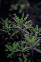 Small plants thrive on damp areas.
Moss.