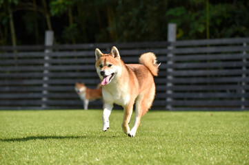 ドッグランで遊ぶ柴犬