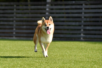 ドッグランで遊ぶ柴犬