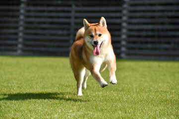 ドッグランで遊ぶ柴犬