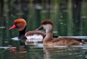 duck and ducklings