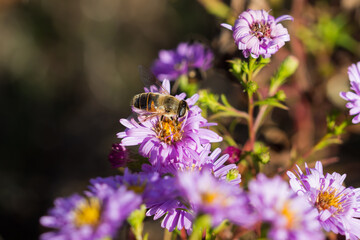The common drone fly (lat. Eristalis tenax), of the family Syrphidae, and Symphyotrichum...