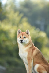 ドッグランでおすましをする柴犬