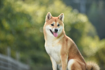 ドッグランでおすましをする柴犬