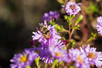The common drone fly (lat. Eristalis tenax), of the family Syrphidae, and Symphyotrichum novi-belgii (syn. Aster novi-belgii), of the daisy family (Asteraceae).