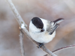Cute bird the willow tit, song bird sitting on a branch without leaves in the winter.