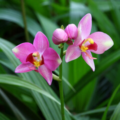 Pink orchid on green background in the garden