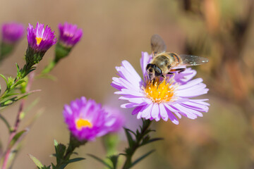 The common drone fly (lat. Eristalis tenax), of the family Syrphidae, and Symphyotrichum novi-belgii (syn. Aster novi-belgii), of the daisy family (Asteraceae).