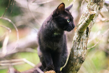 Cat sitting in a branch high up in the wild and turn its head to the left, ears pointing up,