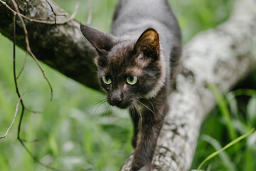 Cat in the wild, walking and hunting in a tree branch, alertness and focus on high. out of focus tall green grass in the background