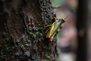 grasshopper on a tree