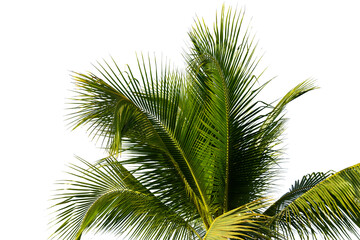 leaves of coconut tree isolated on white background, clipping path included.