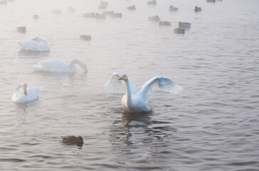gentle view of  white swans glowing in the morning frost in the winter light. Beautiful fog soars above the water. The love relationship between birds. Swans. Altai Republic. Siberia. Russia.