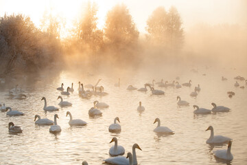 Wintering of white swans trumpeters in the morning fog on an ice-free lake in siberia © Ermolaeva Olga
