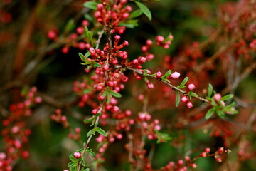 red berries of a bush