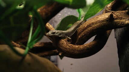 baby abronia graminea