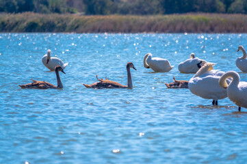 A white mute swans with orange and black beak and young brown coloured offspring with pink beak swimming in a lake with blue water on a sunny day.