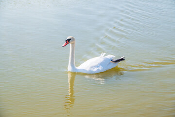 Obraz premium Graceful white Swan swimming in the lake, swans in the wild. Portrait of a white swan swimming on a lake.