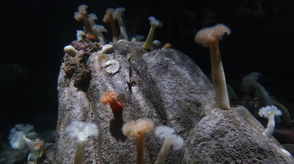 Coral 