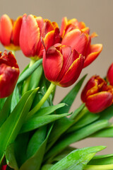 A bouquet of red tulips with green stems. Floral bouquet on beige background
