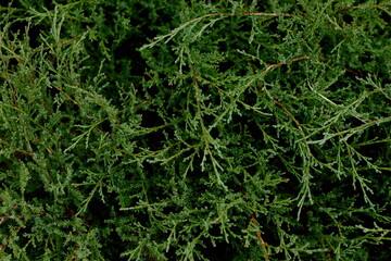 green grass background