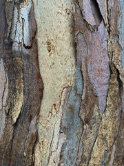 textured tree bark
