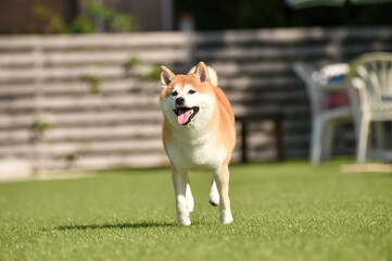 ドッグランで遊ぶ柴犬