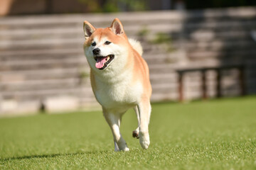 ドッグランで遊ぶ柴犬