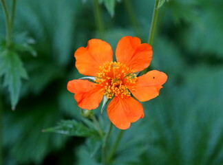 Beautiful Icelandic orange poppy flower at full bloom in the summer