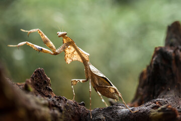 Deroplatys Lobata in Beautiful Style