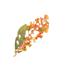 Leaves on white background