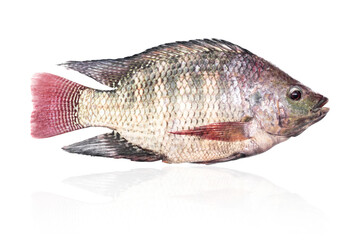 Tilapia isolated on white background