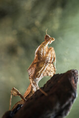 Deroplatys Lobata in Beautiful Style