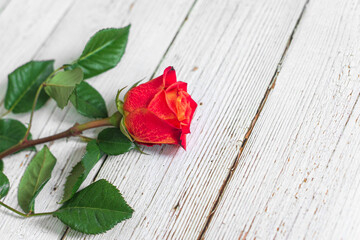 One red rose on white wooden background. Flat lay, top view, free copy space. - 407576402