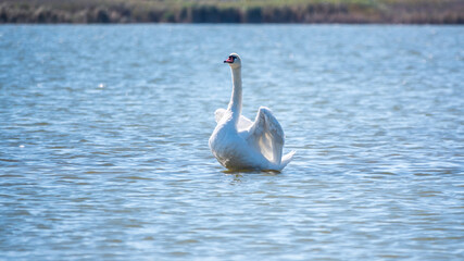 Graceful white Swan swimming in the lake and flaps its wings on the water. Valentine's Day background