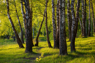 A picturesque birch grove on a green slope