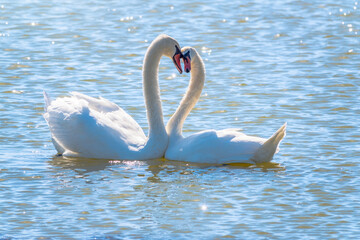 Obraz premium The couple of swans with their necks form a heart. Mating games of a pair of white swans. Swans swimming on the water in nature. Valentine's Day background