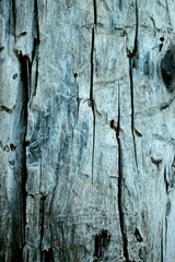 The structure of the tree