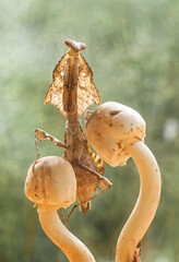 Deroplatys Lobata in Beautiful Style