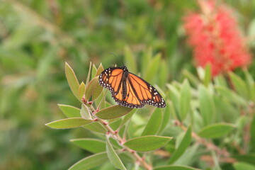 butterfly on flower