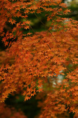 autumn leaves in the forest
