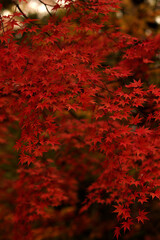 red autumn leaves