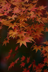 red leaves in autumn